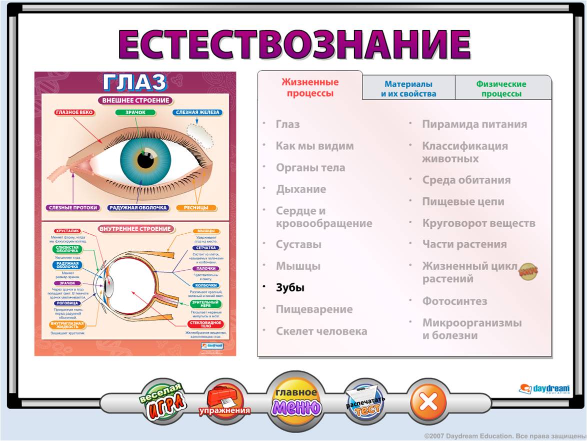 Интерактивная презентация для начальной школы по окружающему миру